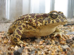 Berber Toad photo 2