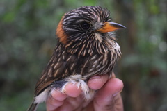 Semicollared Puffbird photo 1