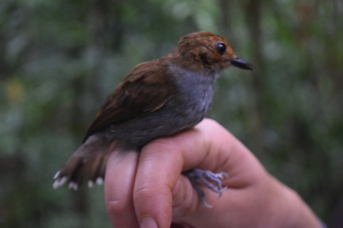 Willisornis poecilinotus