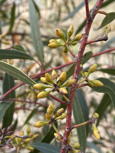 Eucalyptus delicata
