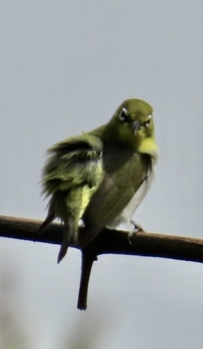 Swinhoe's White-eye (Zosterops simplex), photo 10