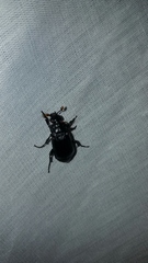 Nicrophorus nigrita