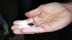 Nicrophorus nigrita