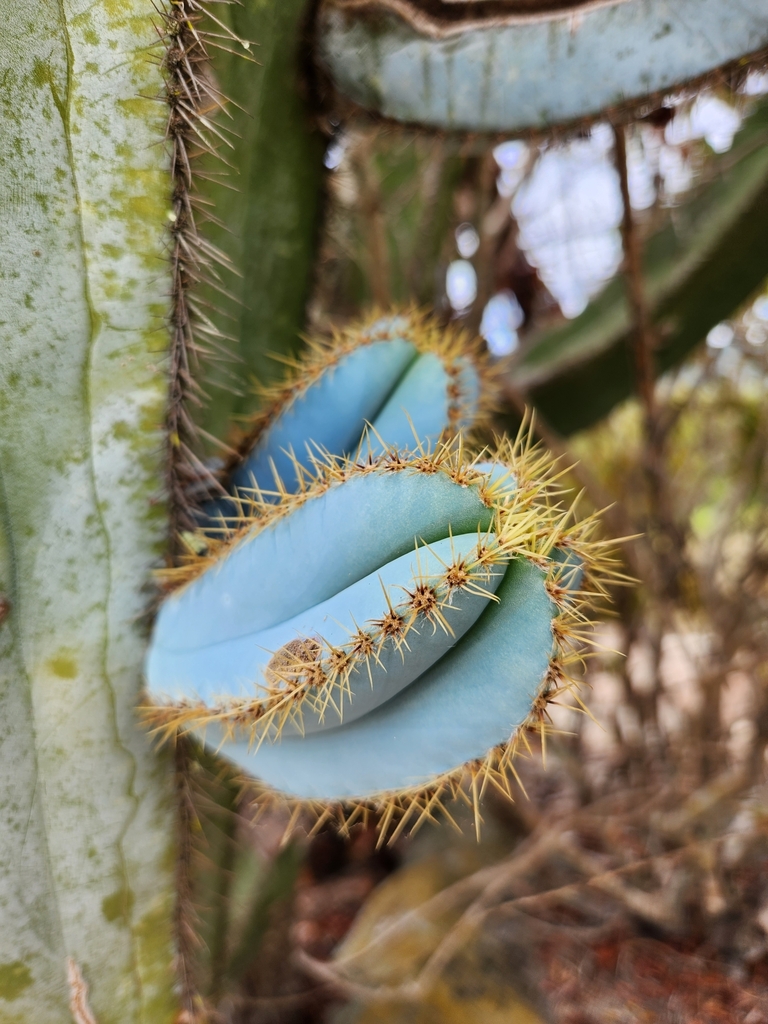 Cereeae