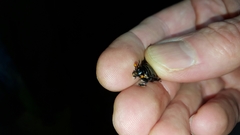 Nicrophorus nigrita