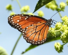 Danaus eresimus montezuma