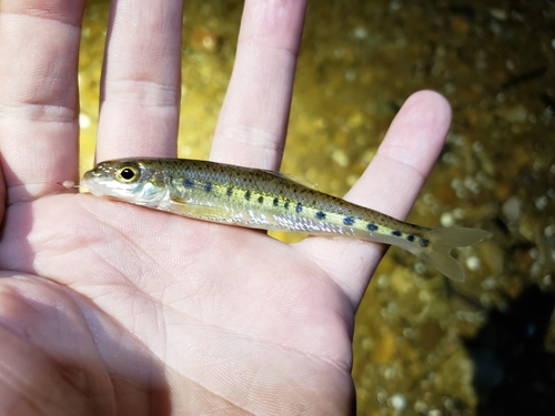 Streamline chub (Erimystax dissimilis) — Cyprinidae — 3