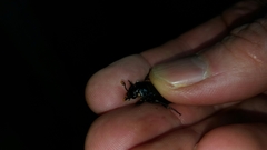 Nicrophorus nigrita