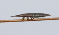Ulopinae