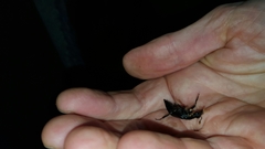 Nicrophorus nigrita