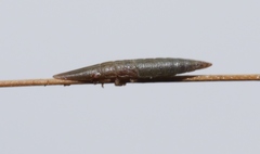 Ulopinae