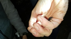 Nicrophorus nigrita