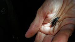 Nicrophorus nigrita