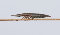 Ulopinae