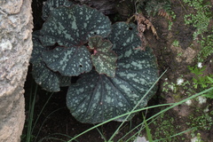 Begonia tapatia