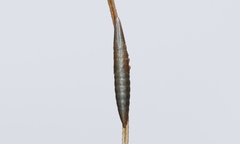 Ulopinae