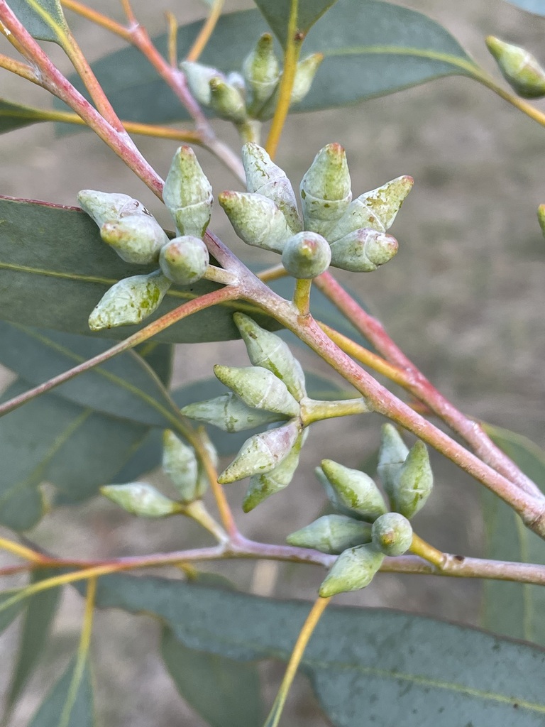 Eucalyptus rhomboidea Hopper & D.Nicolle