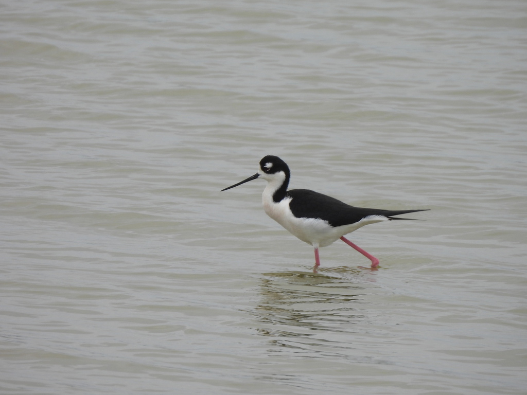 Blacknecked Stilt from Port Aransas, TX, USA on April 14, 2023 at 1253 PM by charley · iNaturalist