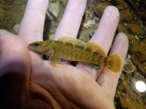 Spotted Darter (Etheostoma maculatum) — Percidae — 3