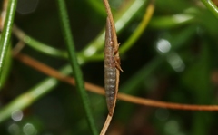 Ulopinae