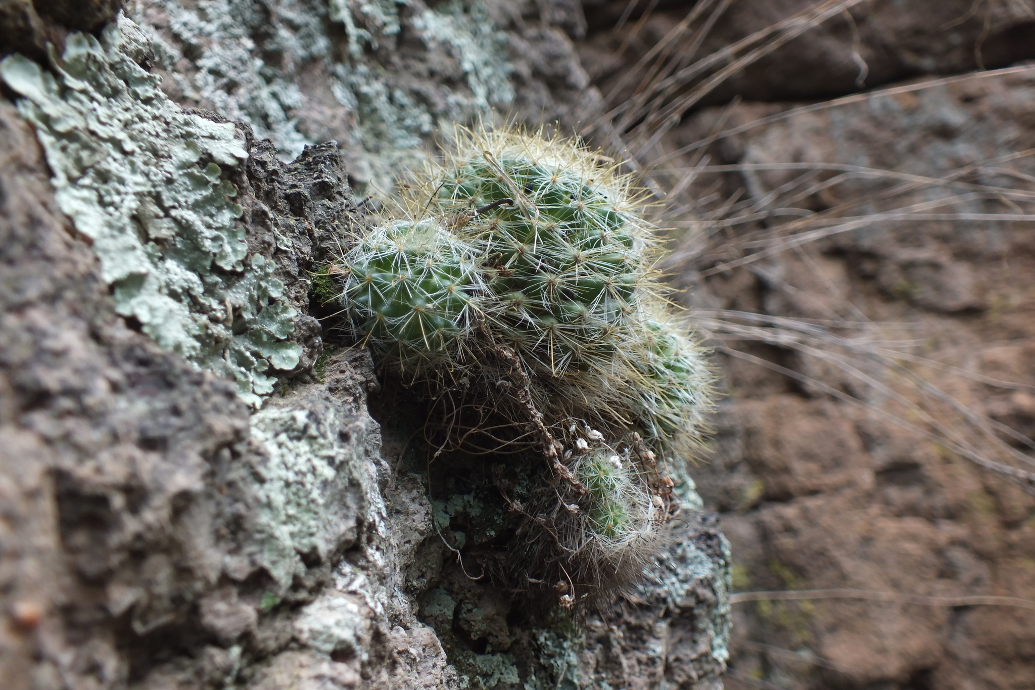Mammillaria crinita ssp. leucantha