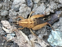 Pristoceuthophilus pacificus