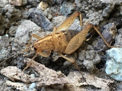 Pristoceuthophilus pacificus