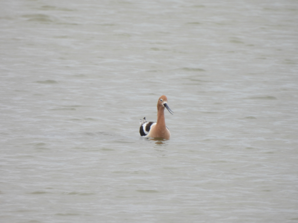 American Avocet from Port Aransas, TX, USA on April 14, 2023 at 1253 PM by charley · iNaturalist