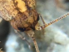 Pristoceuthophilus pacificus