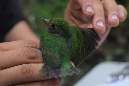 Pipridae
