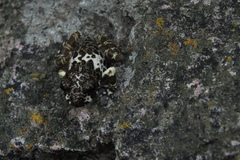 Craugastor augusti cactorum