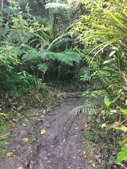 Blechnum novae-zelandiae