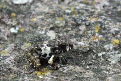 Craugastor augusti cactorum