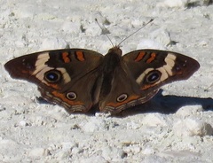 Junonia coenia coenia