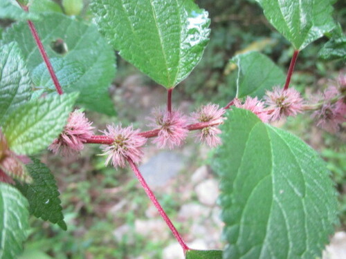 Phenax hirtus