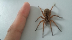 Lycosa nordenskjoldi