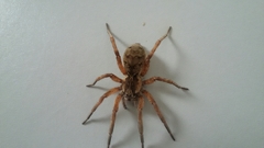 Lycosa nordenskjoldi