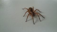 Lycosa nordenskjoldi