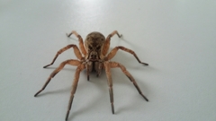 Lycosa nordenskjoldi