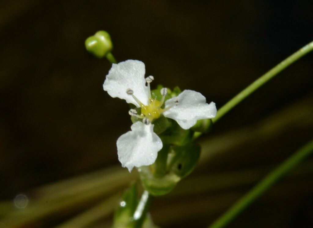 Albidella