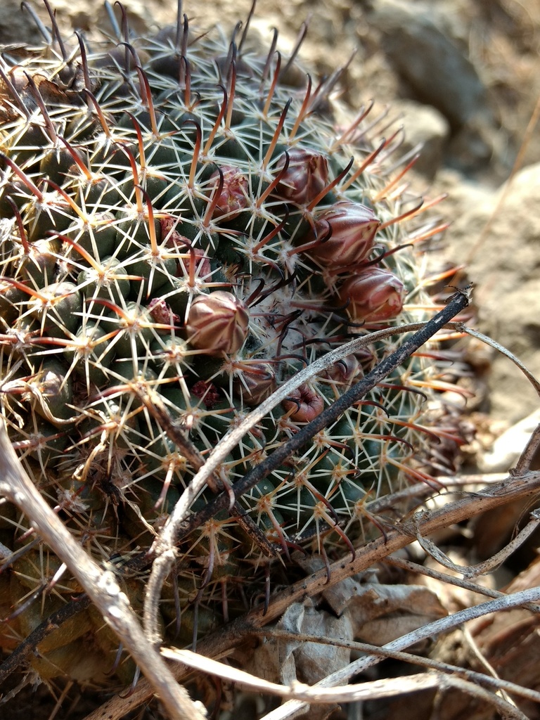 Photos of Mammillaria uncinata  iNaturalist