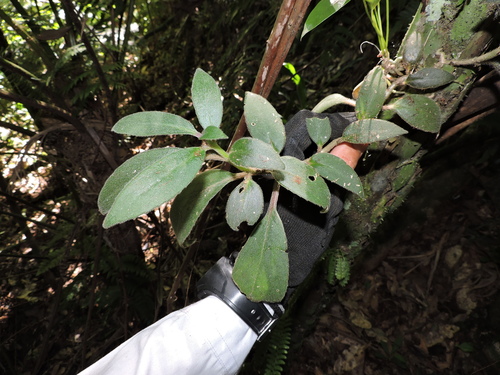 Image of Nematanthus Fissus (Nematanthus fissus) by (c) Fabrício Mil Homens Riella, some rights reserved (CC BY)