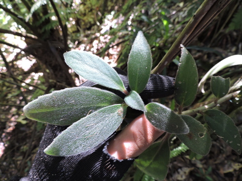 Image of Nematanthus Fissus (Nematanthus fissus) by (c) Fabrício Mil Homens Riella, some rights reserved (CC BY)