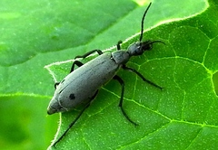 Epicauta bipunctata