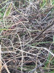 Muehlenbeckia ephedroides