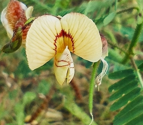 Image of Rough Jointvetch (Aeschynomene rudis) by no rights reserved