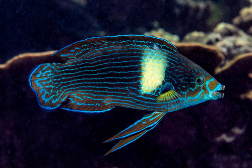 Labrichthys unilineatus (Guichenot, 1847)