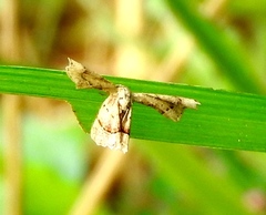 Antiplecta triangularis