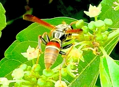 Polistes pacificus