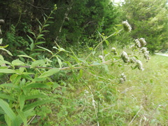Hairy Mountain Mint (Pycnanthemum pilosum)